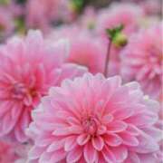 ヒメ日記 2025/08/20 10:07 投稿 りお 夜這専門発情する奥様たち 谷九店