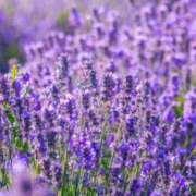 ヒメ日記 2025/08/22 10:08 投稿 りお 夜這専門発情する奥様たち 谷九店