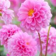 ヒメ日記 2025/08/25 10:02 投稿 りお 夜這専門発情する奥様たち 谷九店