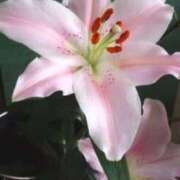 ヒメ日記 2025/08/28 10:02 投稿 りお 夜這専門発情する奥様たち 谷九店