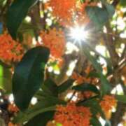 ヒメ日記 2025/09/02 10:02 投稿 りお 夜這専門発情する奥様たち 谷九店