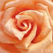 ヒメ日記 2025/09/09 09:01 投稿 りお 夜這専門発情する奥様たち 谷九店