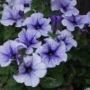 ヒメ日記 2025/09/18 10:02 投稿 りお 夜這専門発情する奥様たち 谷九店