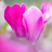 ヒメ日記 2025/10/08 10:02 投稿 りお 夜這専門発情する奥様たち 谷九店