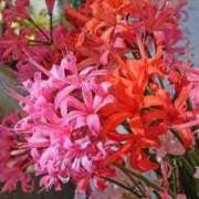 ヒメ日記 2025/10/14 10:02 投稿 りお 夜這専門発情する奥様たち 谷九店