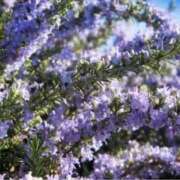 ヒメ日記 2025/10/15 10:02 投稿 りお 夜這専門発情する奥様たち 谷九店