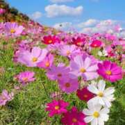 ヒメ日記 2025/10/16 10:02 投稿 りお 夜這専門発情する奥様たち 谷九店