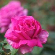 ヒメ日記 2025/10/20 10:06 投稿 りお 夜這専門発情する奥様たち 谷九店