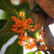 ヒメ日記 2025/10/21 10:02 投稿 りお 夜這専門発情する奥様たち 谷九店