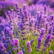 ヒメ日記 2025/10/22 10:01 投稿 りお 夜這専門発情する奥様たち 谷九店