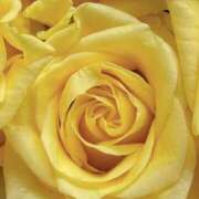 ヒメ日記 2025/10/24 09:02 投稿 りお 夜這専門発情する奥様たち 谷九店