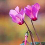 ヒメ日記 2025/10/27 10:21 投稿 りお 夜這専門発情する奥様たち 谷九店