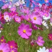 ヒメ日記 2025/11/09 10:11 投稿 りお 夜這専門発情する奥様たち 谷九店