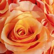 ヒメ日記 2025/11/12 09:16 投稿 りお 夜這専門発情する奥様たち 谷九店