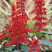 ヒメ日記 2025/11/17 10:11 投稿 りお 夜這専門発情する奥様たち 谷九店