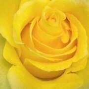 ヒメ日記 2025/11/19 09:16 投稿 りお 夜這専門発情する奥様たち 谷九店