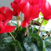 ヒメ日記 2025/11/21 10:02 投稿 りお 夜這専門発情する奥様たち 谷九店