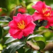 ヒメ日記 2025/11/23 10:02 投稿 りお 夜這専門発情する奥様たち 谷九店