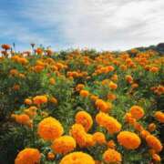 ヒメ日記 2025/11/26 10:07 投稿 りお 夜這専門発情する奥様たち 谷九店