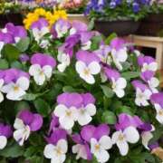 ヒメ日記 2025/12/04 10:09 投稿 りお 夜這専門発情する奥様たち 谷九店