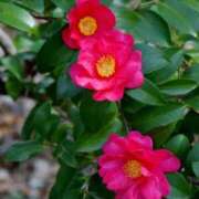 ヒメ日記 2025/12/05 10:02 投稿 りお 夜這専門発情する奥様たち 谷九店