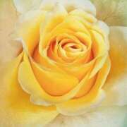 ヒメ日記 2025/12/06 09:01 投稿 りお 夜這専門発情する奥様たち 谷九店