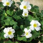 ヒメ日記 2025/12/11 10:02 投稿 りお 夜這専門発情する奥様たち 谷九店