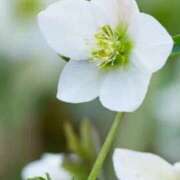 ヒメ日記 2025/12/12 10:01 投稿 りお 夜這専門発情する奥様たち 谷九店