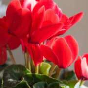 ヒメ日記 2025/12/15 10:01 投稿 りお 夜這専門発情する奥様たち 谷九店