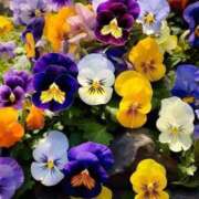 りお 12月のお花 夜這専門発情する奥様たち 谷九店