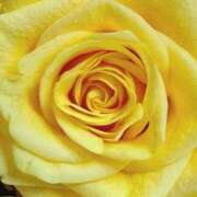 ヒメ日記 2025/12/19 09:01 投稿 りお 夜這専門発情する奥様たち 谷九店