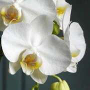 ヒメ日記 2025/12/23 10:11 投稿 りお 夜這専門発情する奥様たち 谷九店