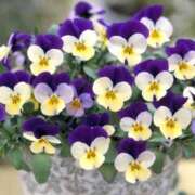 ヒメ日記 2025/12/29 10:01 投稿 りお 夜這専門発情する奥様たち 谷九店