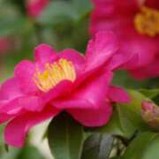 ヒメ日記 2026/01/07 10:01 投稿 りお 夜這専門発情する奥様たち 谷九店