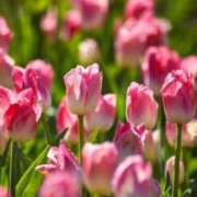 ヒメ日記 2026/01/08 10:01 投稿 りお 夜這専門発情する奥様たち 谷九店