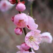 ヒメ日記 2026/01/09 10:01 投稿 りお 夜這専門発情する奥様たち 谷九店