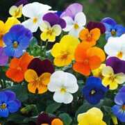 ヒメ日記 2026/01/12 10:01 投稿 りお 夜這専門発情する奥様たち 谷九店