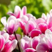 ヒメ日記 2026/01/13 10:01 投稿 りお 夜這専門発情する奥様たち 谷九店