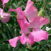 ヒメ日記 2026/01/14 10:01 投稿 りお 夜這専門発情する奥様たち 谷九店