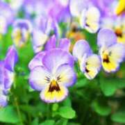 ヒメ日記 2026/01/22 10:01 投稿 りお 夜這専門発情する奥様たち 谷九店