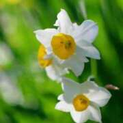 ヒメ日記 2026/01/25 10:11 投稿 りお 夜這専門発情する奥様たち 谷九店