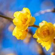 ヒメ日記 2026/01/28 10:11 投稿 りお 夜這専門発情する奥様たち 谷九店