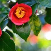 ヒメ日記 2026/02/07 10:11 投稿 りお 夜這専門発情する奥様たち 谷九店