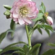 ヒメ日記 2026/02/13 10:14 投稿 りお 夜這専門発情する奥様たち 谷九店