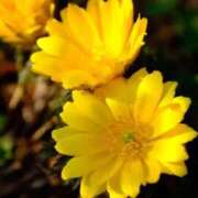 ヒメ日記 2026/02/27 10:01 投稿 りお 夜這専門発情する奥様たち 谷九店