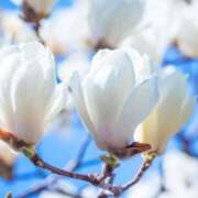 ヒメ日記 2026/03/22 10:01 投稿 りお 夜這専門発情する奥様たち 谷九店