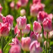 ヒメ日記 2026/03/25 10:17 投稿 りお 夜這専門発情する奥様たち 谷九店