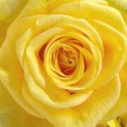 ヒメ日記 2026/03/28 09:06 投稿 りお 夜這専門発情する奥様たち 谷九店