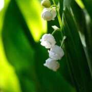 ヒメ日記 2026/04/03 10:08 投稿 りお 夜這専門発情する奥様たち 谷九店