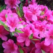 ヒメ日記 2026/04/13 10:01 投稿 りお 夜這専門発情する奥様たち 谷九店